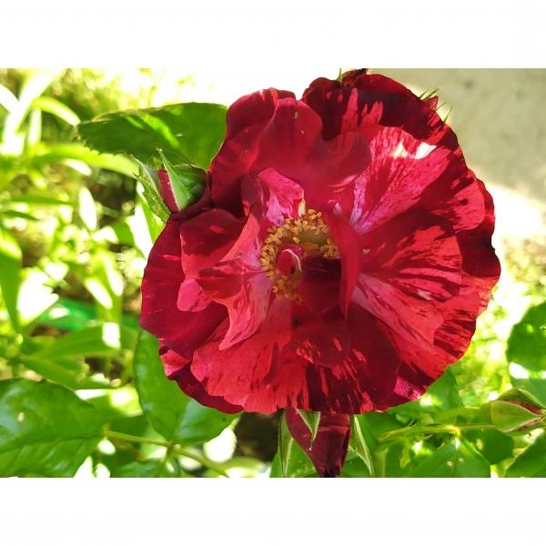 Rosa La Reine de la Nuit Rosier paysager à fleurs groupées rouges