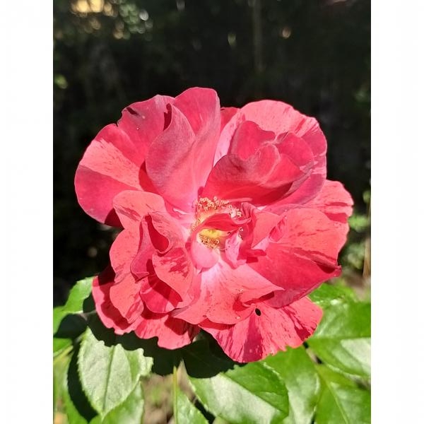 Rosa La Reine de la Nuit Rosier paysager à fleurs groupées rouges