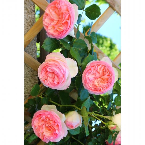 Rosier grimpant Mini Pierre de Ronsard ® Rose tendre ombré de rose