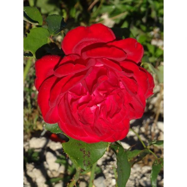 Rosier Dame De Coeur