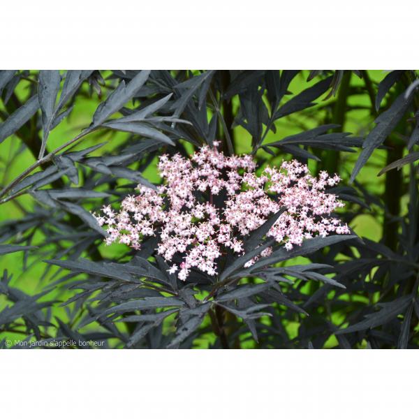 Sambucus Nigra Black Lace Eva Sureau Noir Fin Feuillage Tr s Sombre Sambucus Nigra Black Lace Eva Sureau Noir Fin Feuillage Tr s Sombre