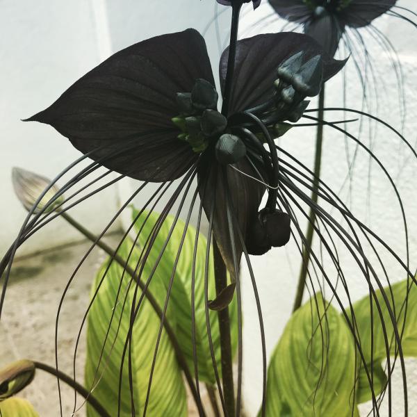 Plante En Pot Fleur Icône De Vecteur De Plante Exotique