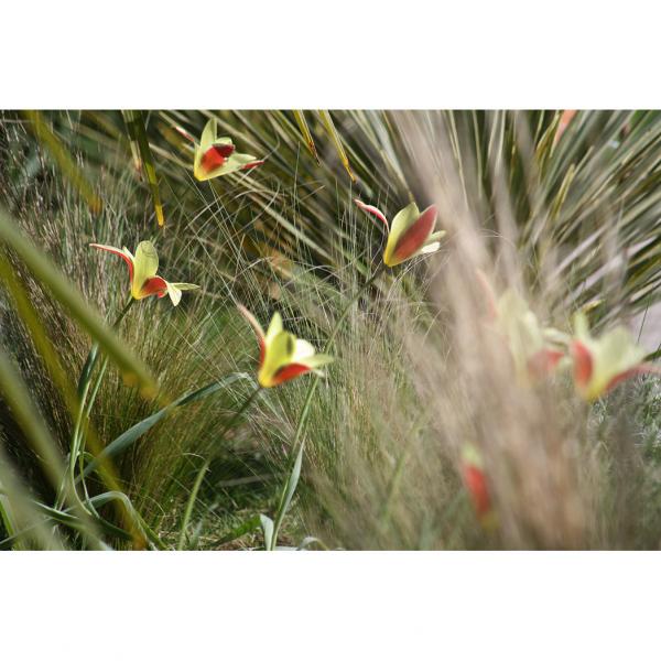 10 Bulbes De Tulipe Clusiana (Tulipe De Perse) - Variété Botanique Étoilée, Floraison Printanière, Naturalisation