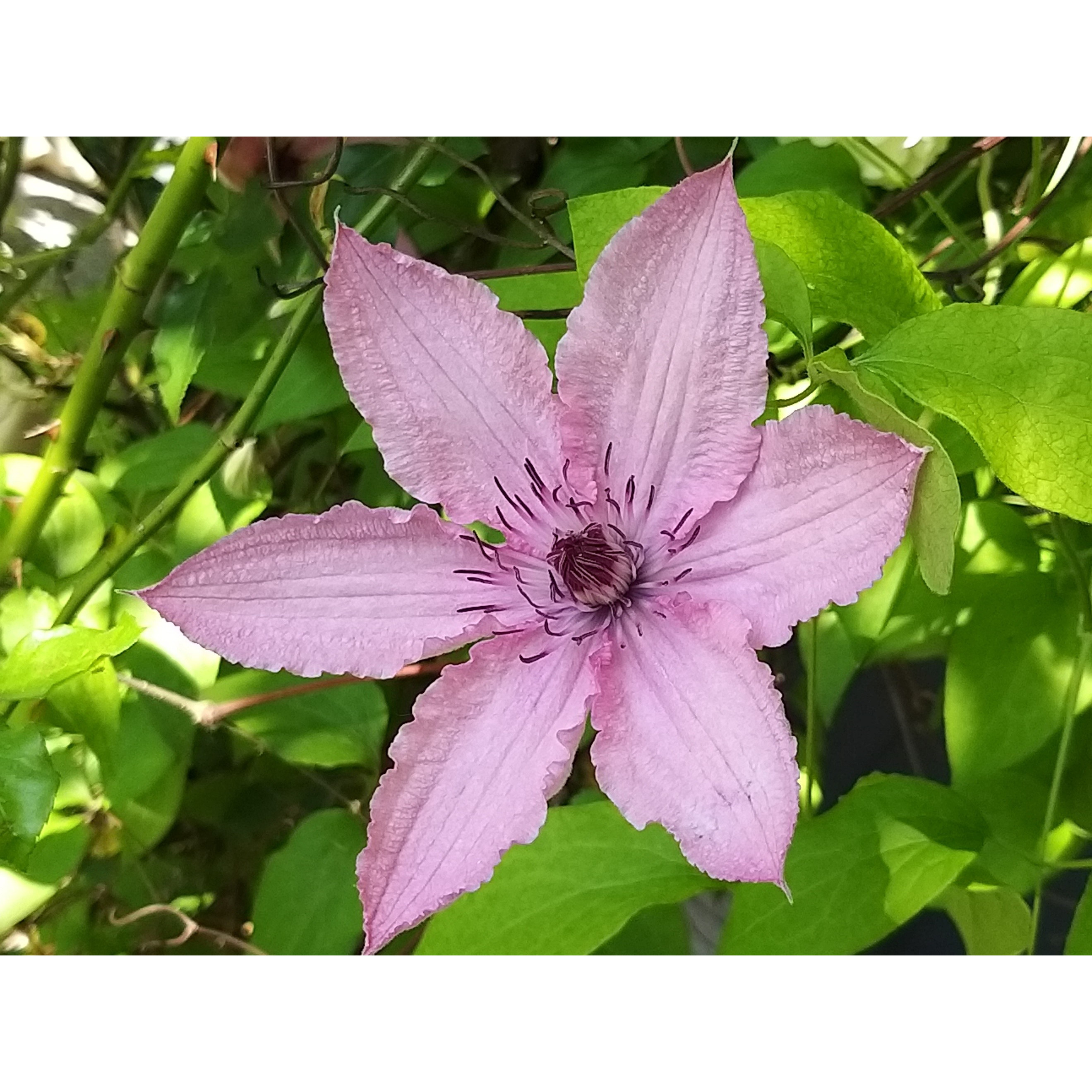 Clématite Clematis Hagley hybride Clematis Pink Chiffon Vivace
