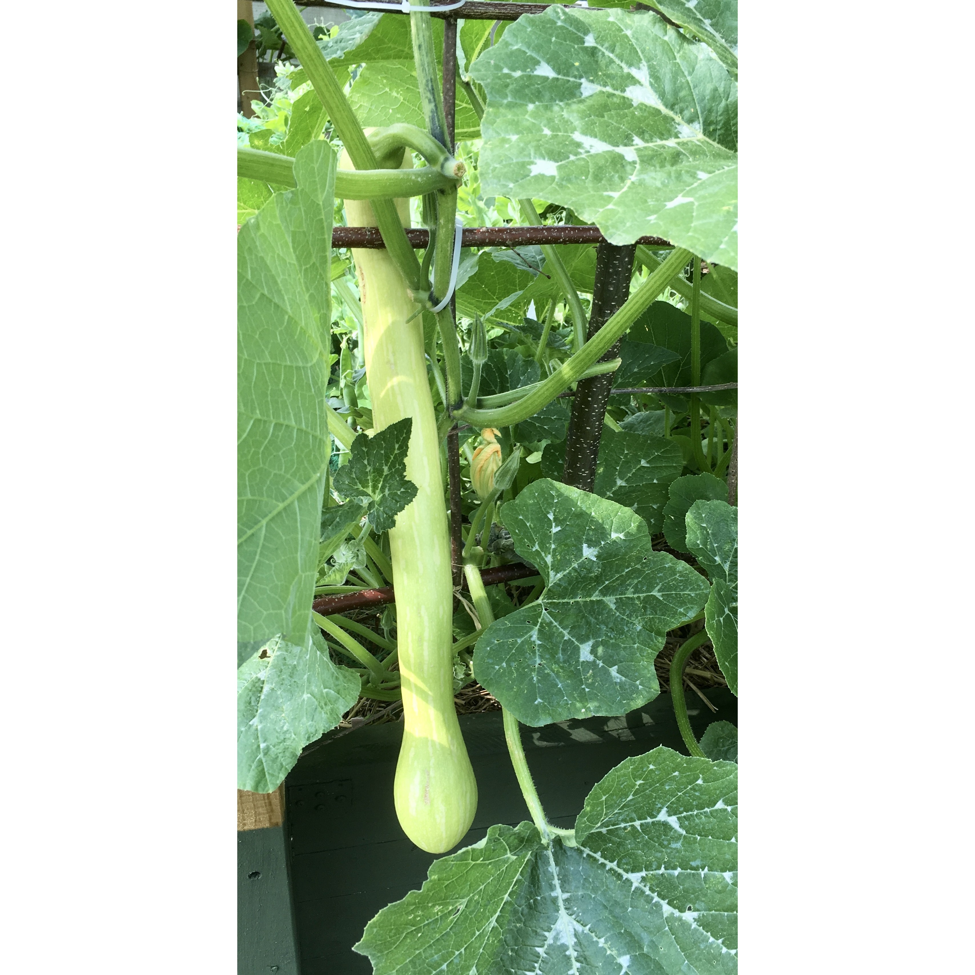 Courge Tromba d'Albenga ou Trompette d'Albenga Graines potagères — free download
