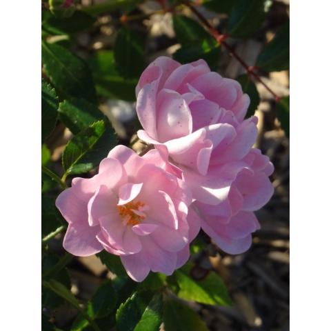 Rosier 'The Fairy' - Couvre-sol Fleurs Roses - Conteneur 3-4L