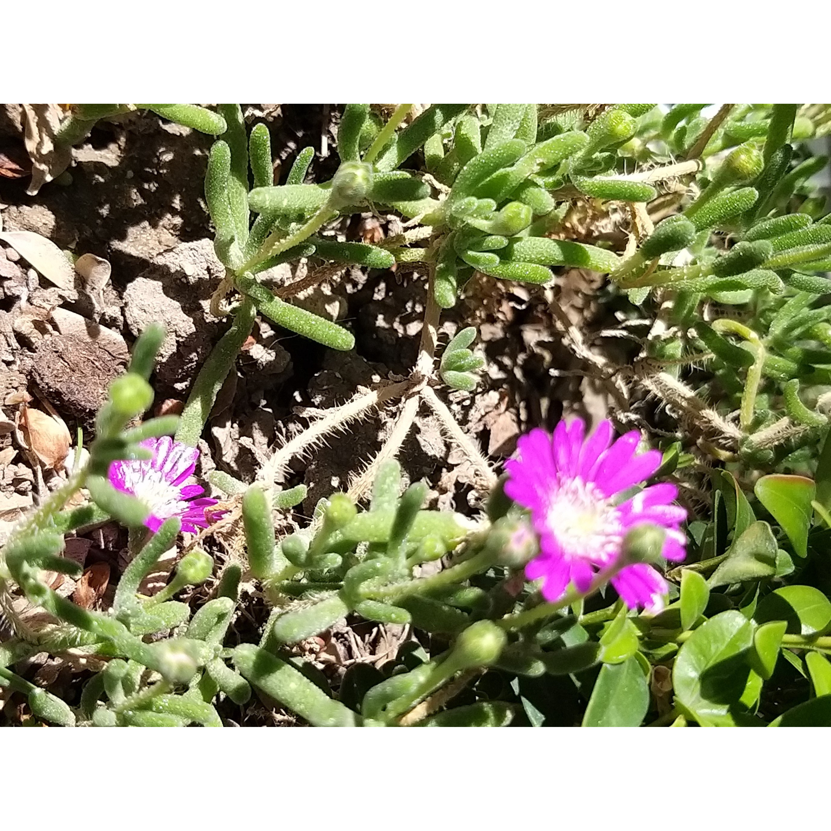 Vente de Drosanthemum hispidum, Graine de Riz - Pépinières Quissac