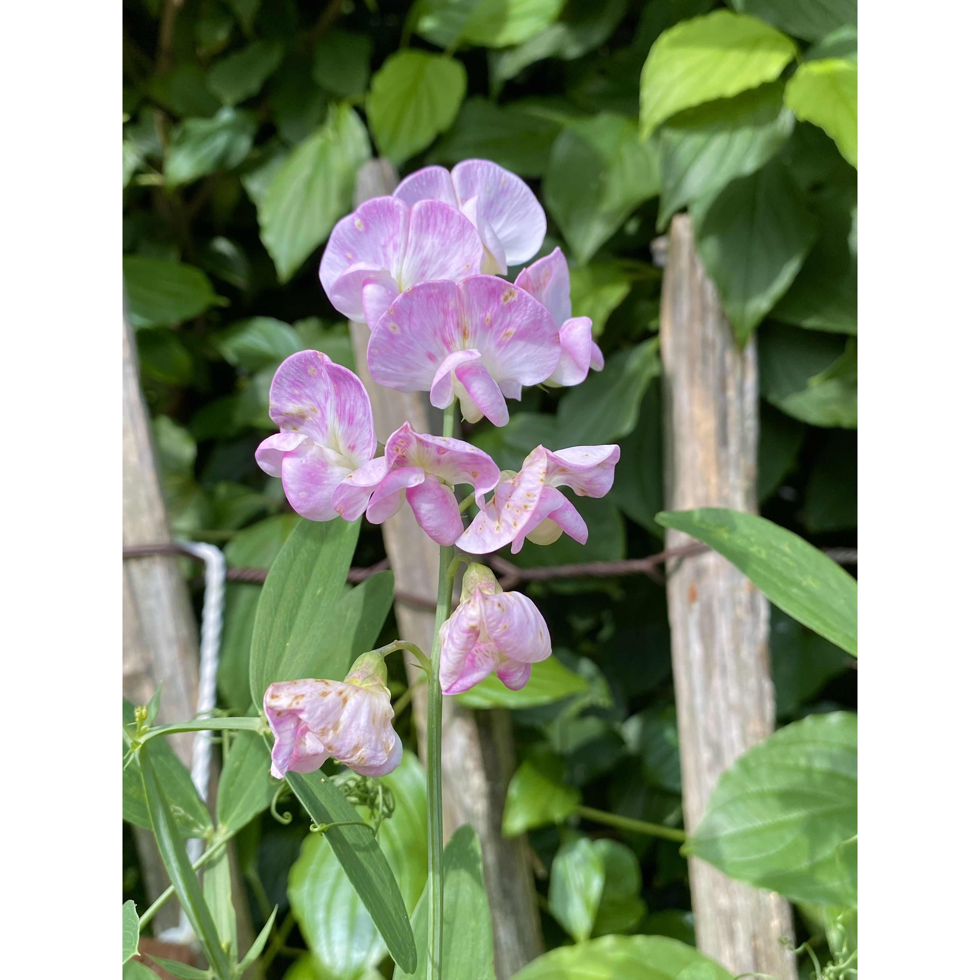 Pois de senteur vivace Pink Pearl Lathyrus latifolius — free download