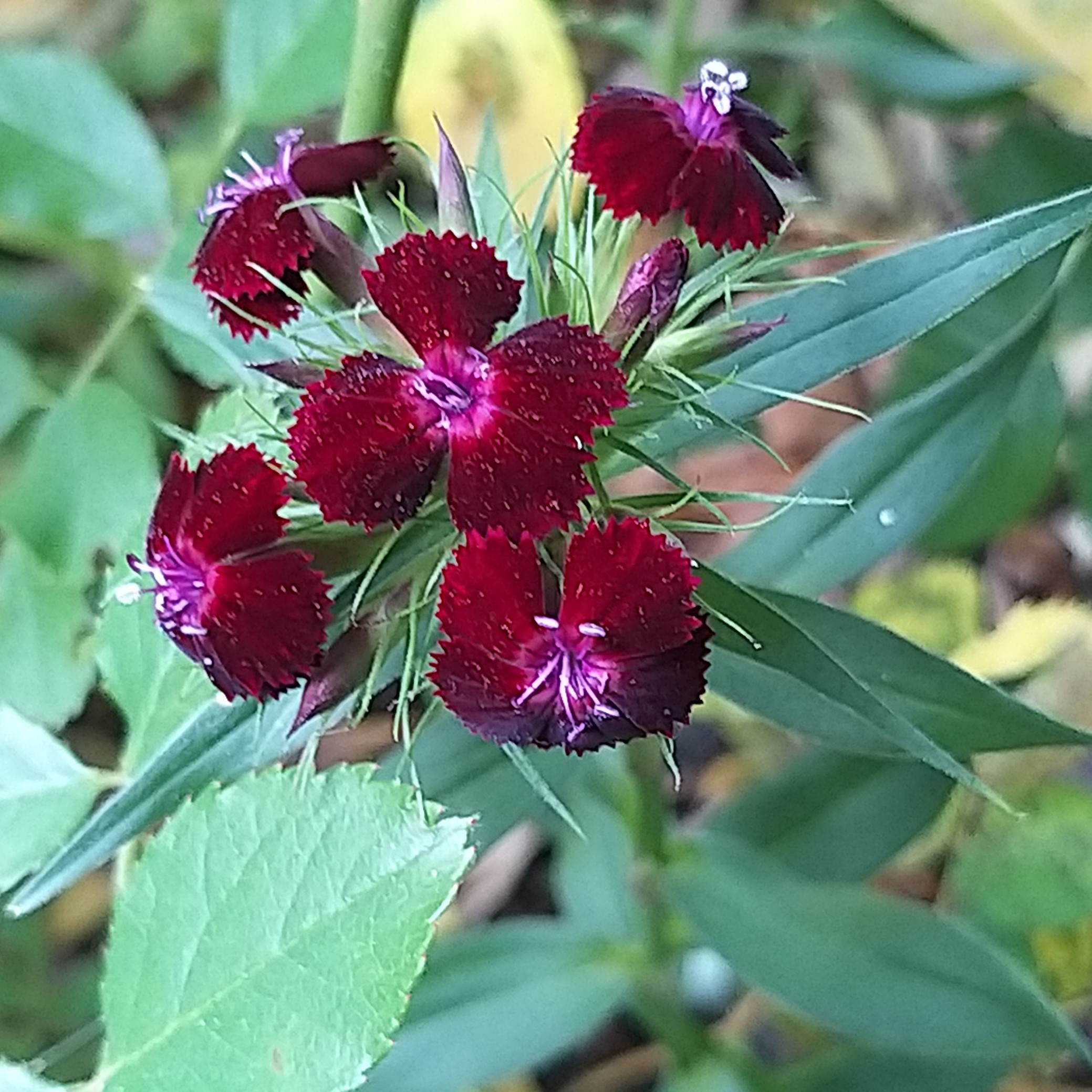 Oeillet du poète, Dianthus barbatus : planter, cultiver, multiplier