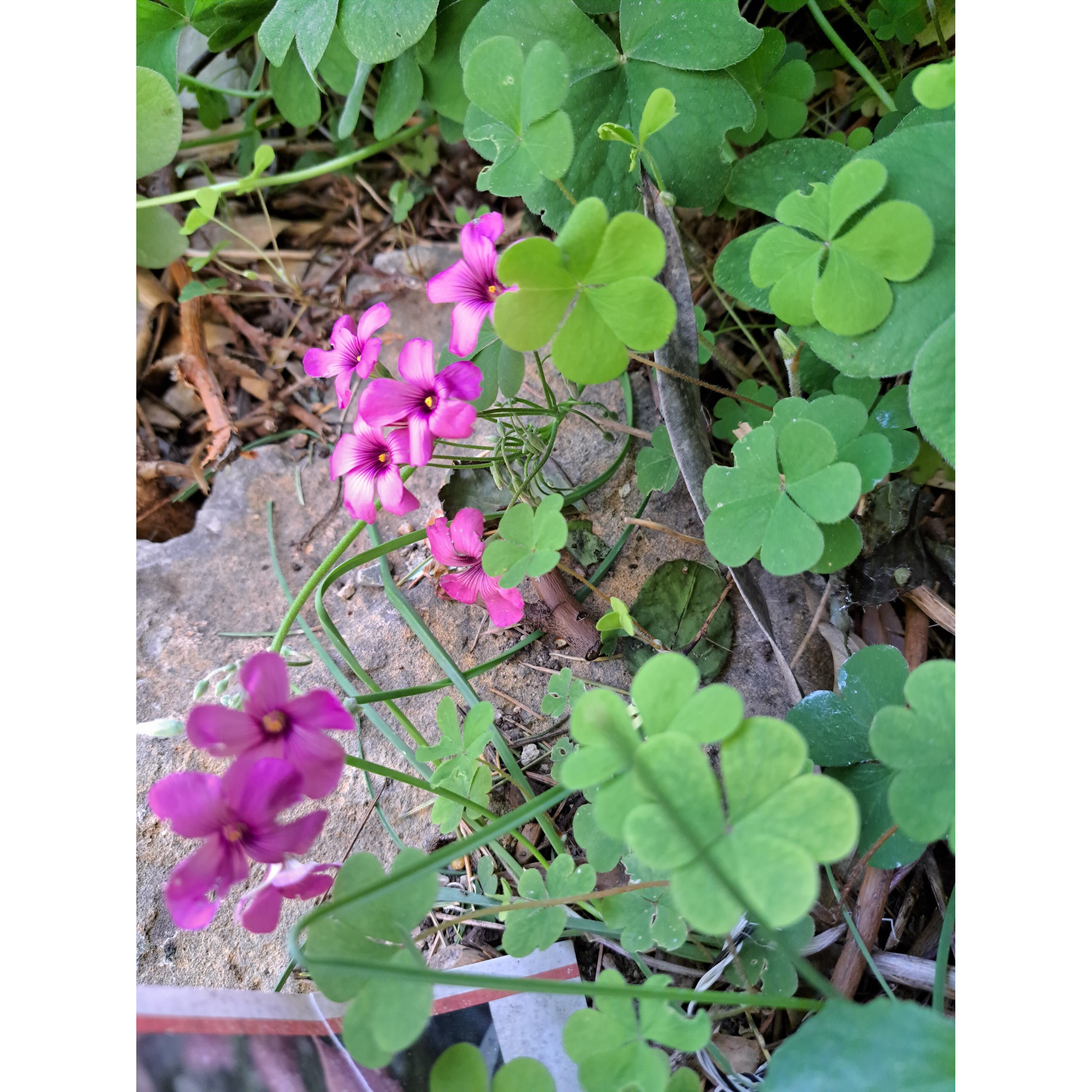 Faux trèfle à quatre feuilles (Oxalis deppei), ou oxalide