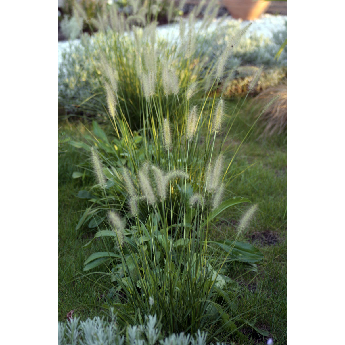 Shojun Roses Pennisetum orientale Shogun - Herbe aux longs écouvillons roses ...