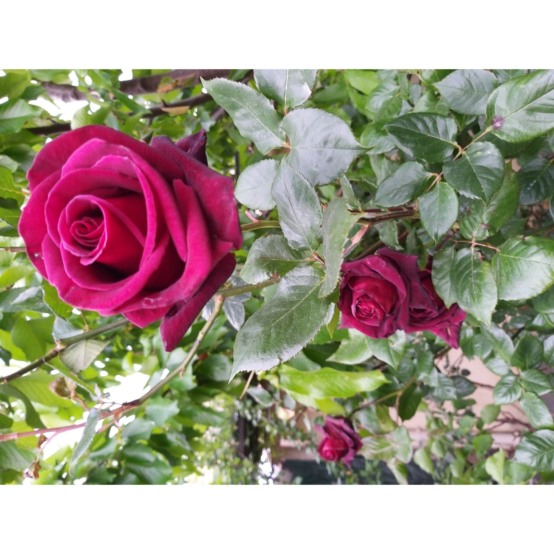 Rosier Black Baccara ® - rosier direct producteur en vente sur