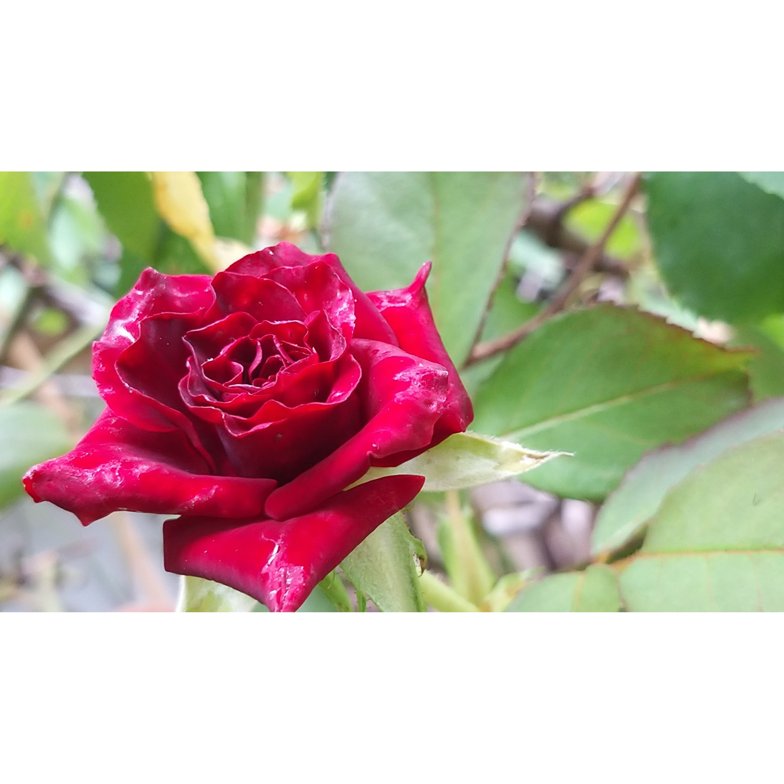 Rosier Black Baccara ® - rosier direct producteur en vente sur