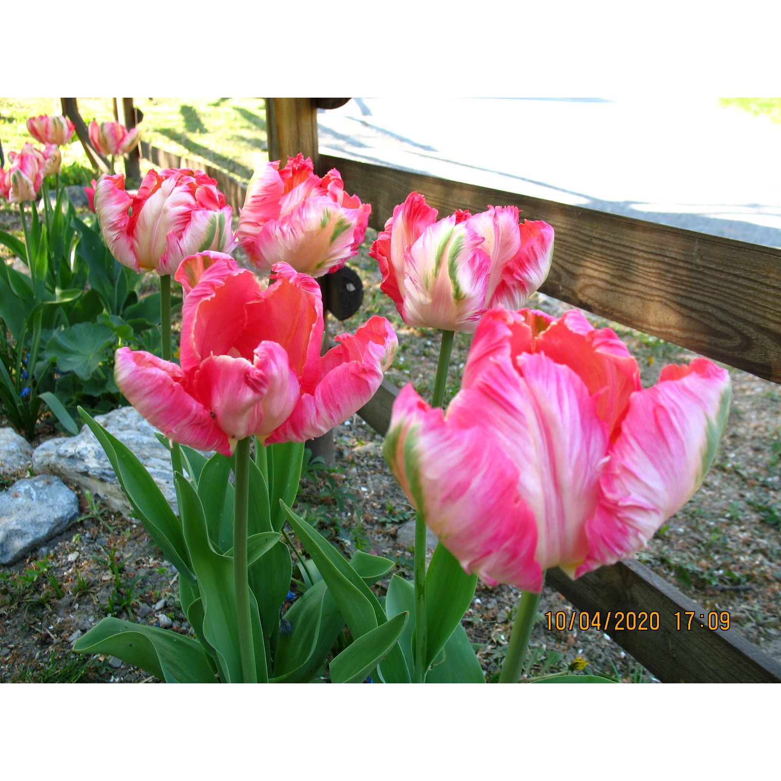 8 Bulbes Tulipes Perroquet 'Apricot Parrot' - Circonférence 12/+ Cm, Floraison Garantie