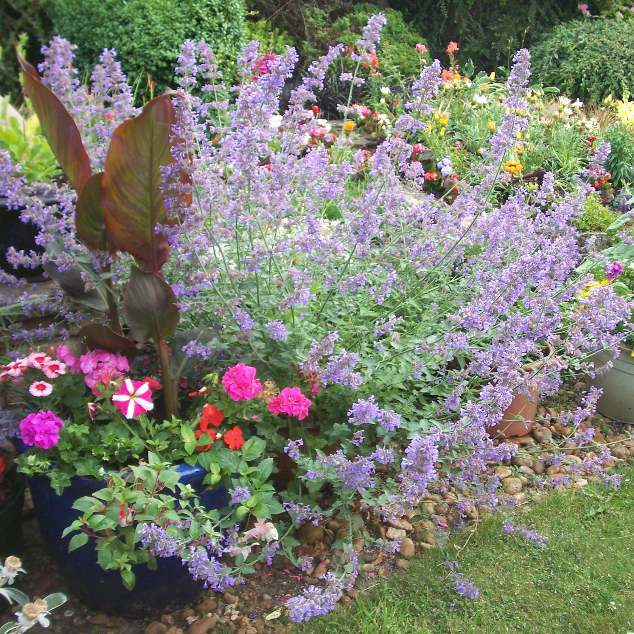 Nepeta curviflora - Herbe à chat à fleur courbe pour jardin sec