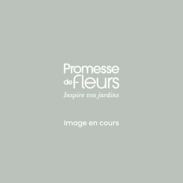 Carte Ruban d'Aromates en mélange (Ciboulette commune - Persil commun 2 - Coriandre - Cerfeuil commun) - Bio - Ferme de Sainte Marthe