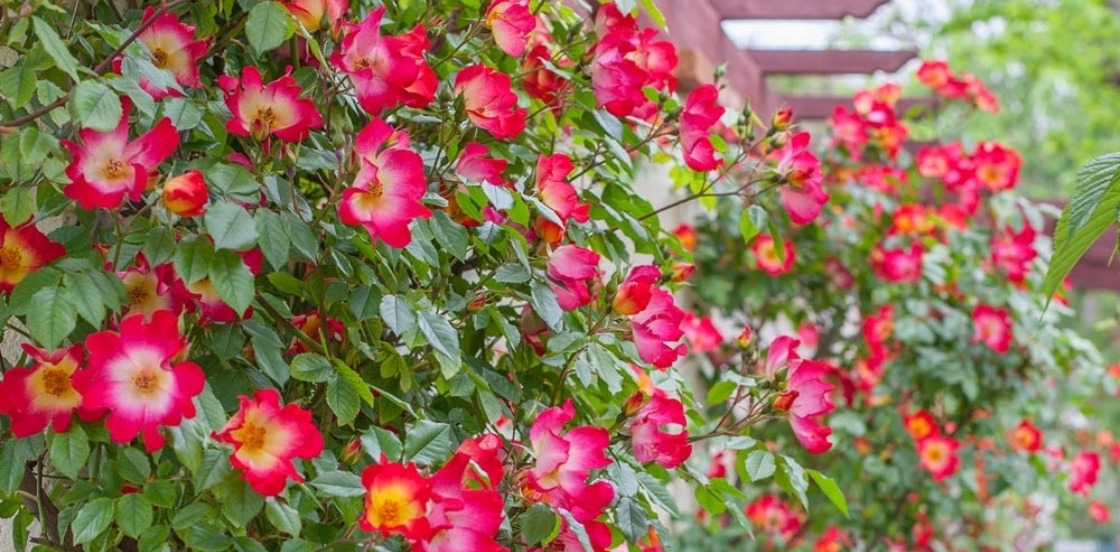 Soldes d&rsquo;hiver : les rosiers &agrave; l&rsquo;honneur !