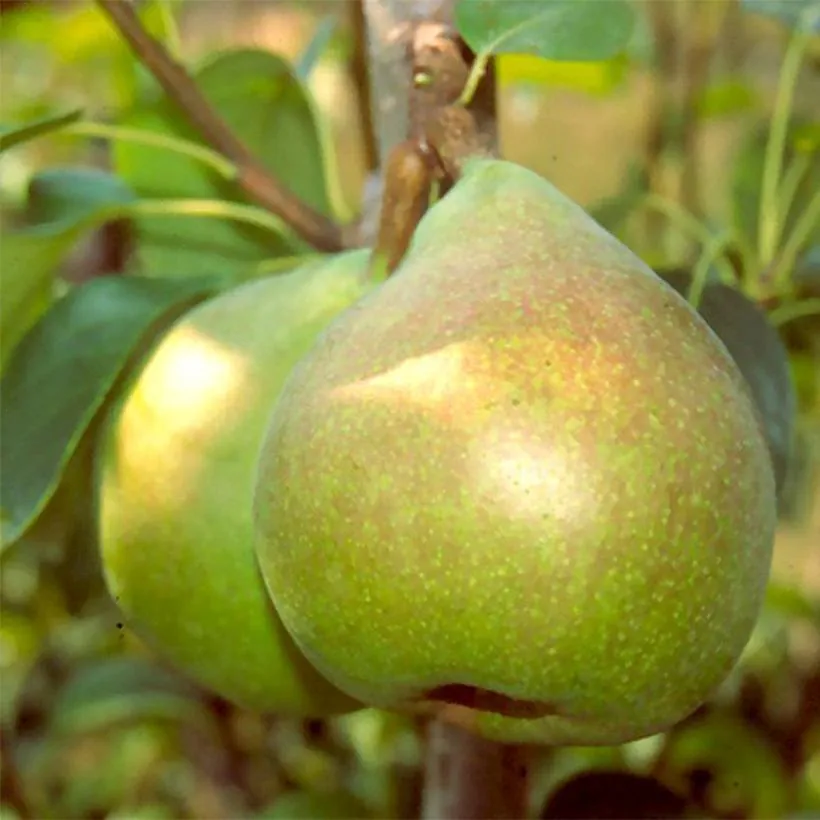 Poires doyennée
