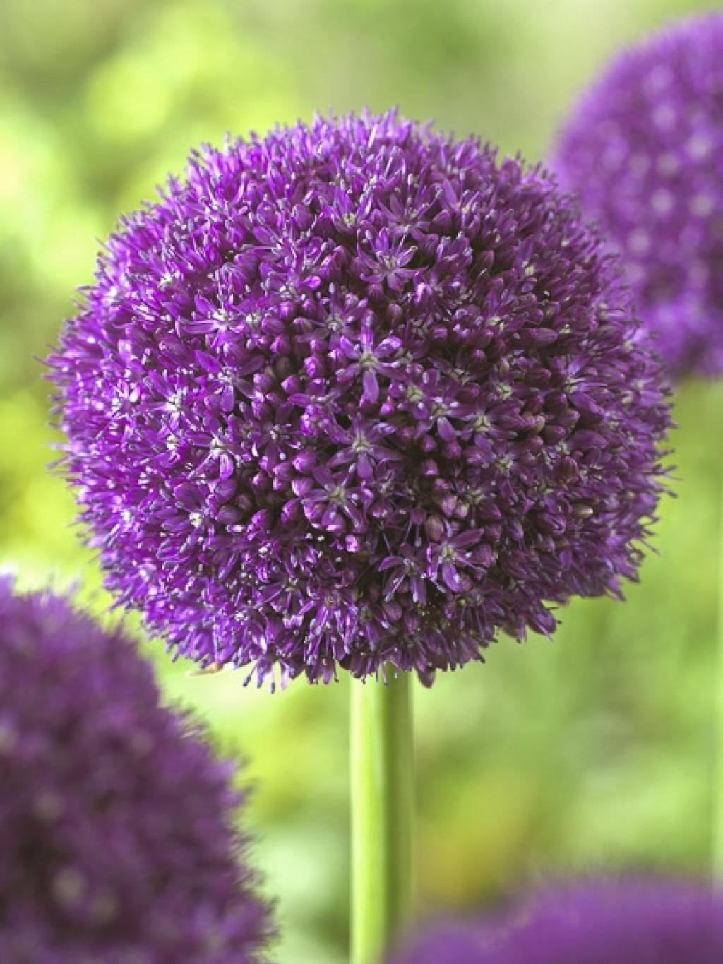 Allium Ambassador Ail d'ornement géant à grosses fleurs violet lilas — free download