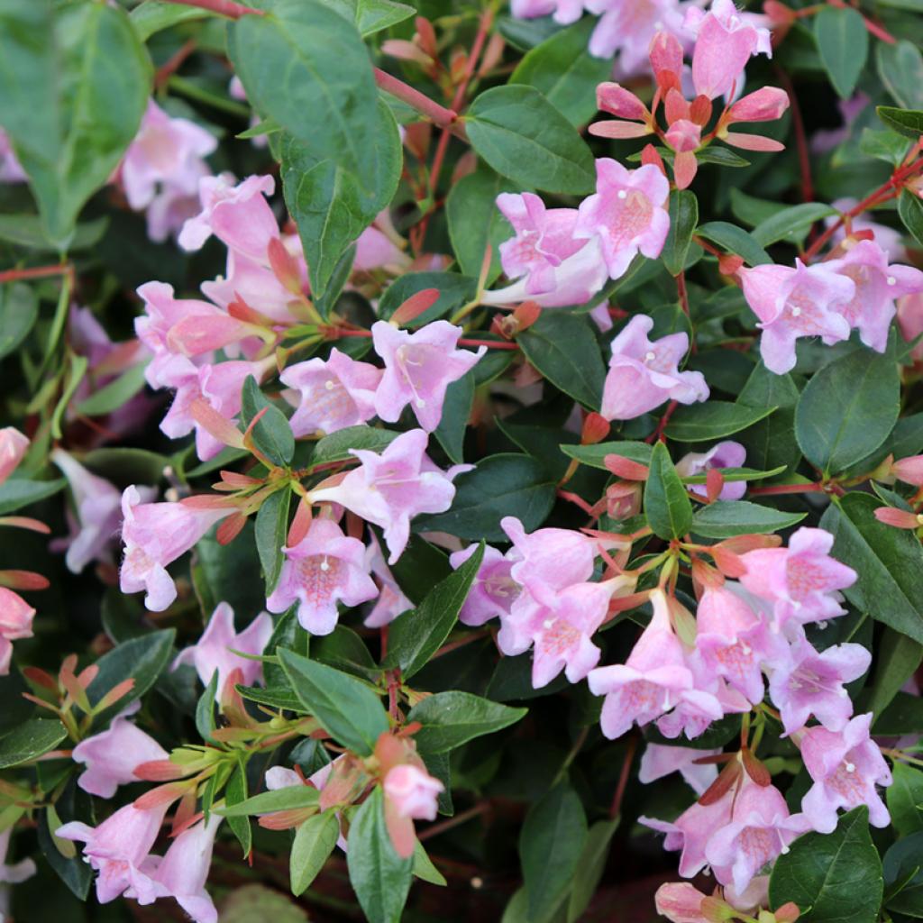 abelia-grandiflora-edward-goucher-arbuste-compact-fleurs-rose-lilas