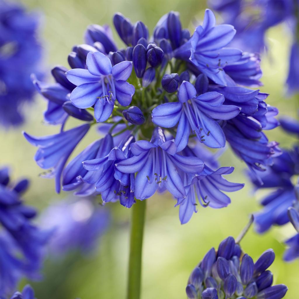 Agapanthus Blue Thunder Agapanthe Tr s Compacte Aux Fleurs Bleu Fonc Agapanthus Blue Thunder Agapanthe Tr s Compacte Aux Fleurs Bleu Fonc
