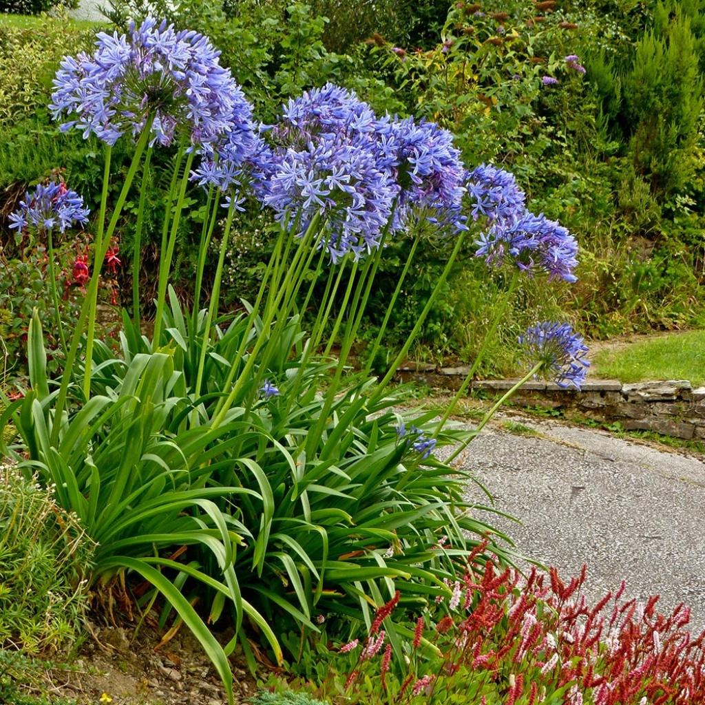 Agapanthus Pretty Sandy Agapanthe Compacte Caduque Aux Ombelles Agapanthus Pretty Sandy Agapanthe Compacte Caduque Aux Ombelles