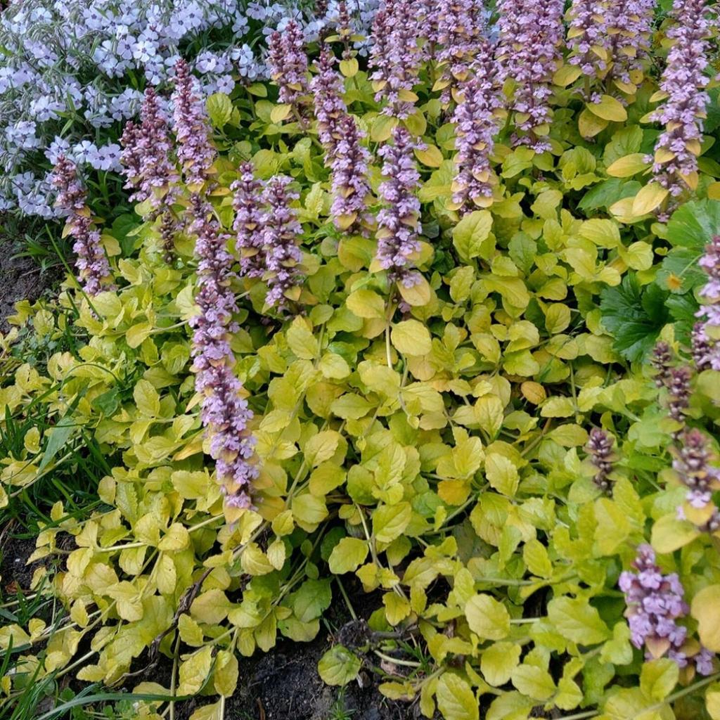 Ajuga reptans Gold Chang - Bugle rampante à feuillage jaune-vert ...