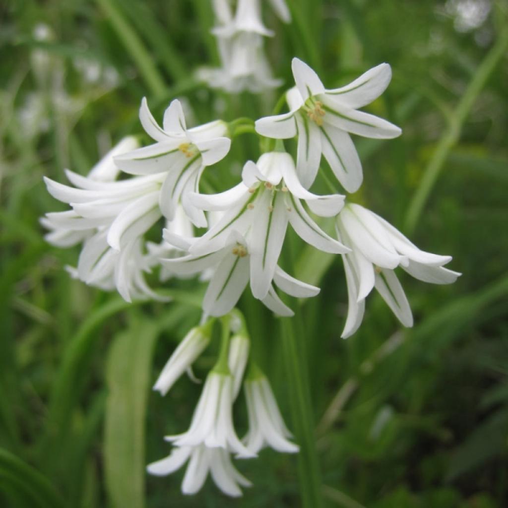 Allium triquetrum Ail triquètre Ail à trois angles à fleurs blanches — free download