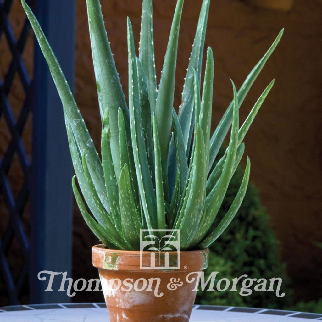 Aloe vera Aloes vrai Aloes officinal Aloe barbadensis Vivace succulente et plante