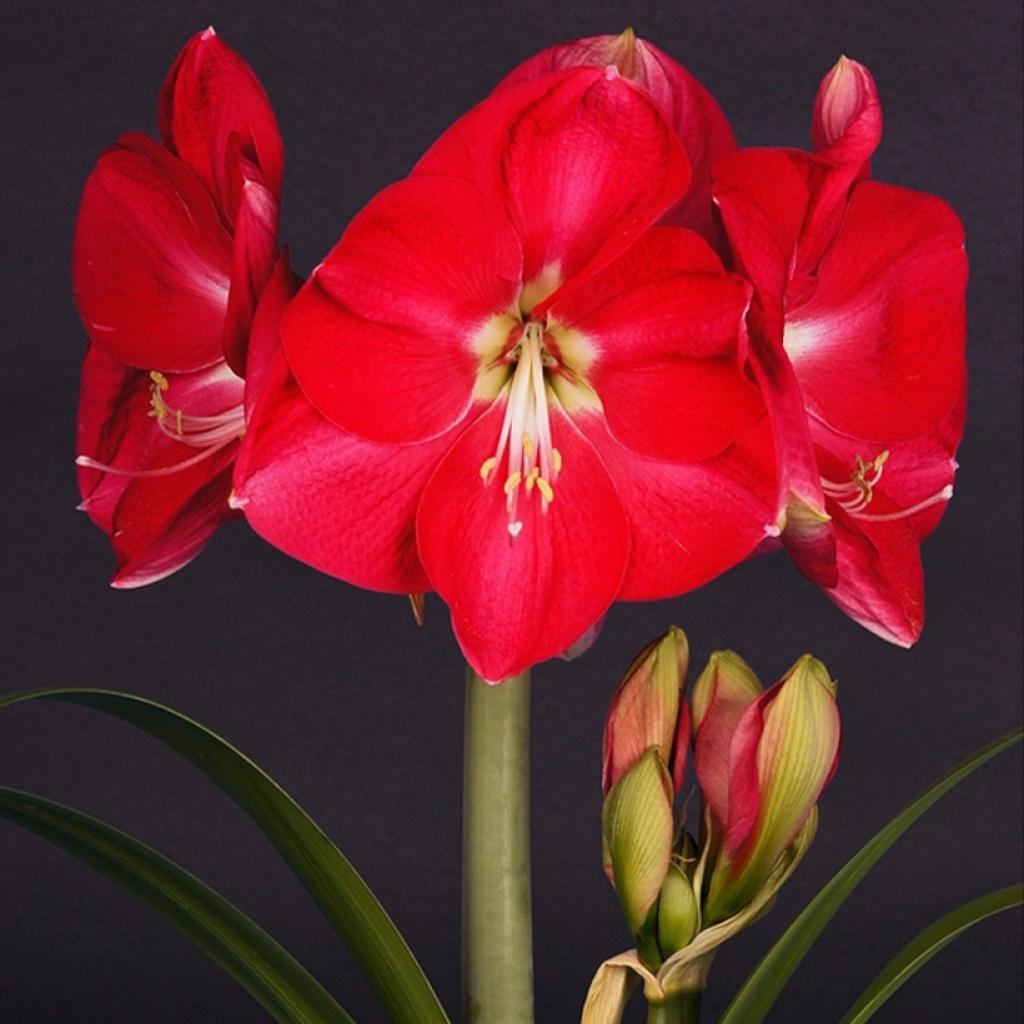 Amaryllis Candy Cream ou Candy Queen Hippeastrum Variété à grande