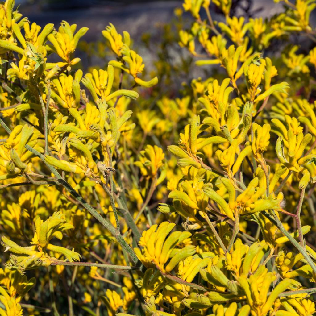 Anigozanthos Bush Bonanza Patte de Kangourou à fleurs jaunes très florifère