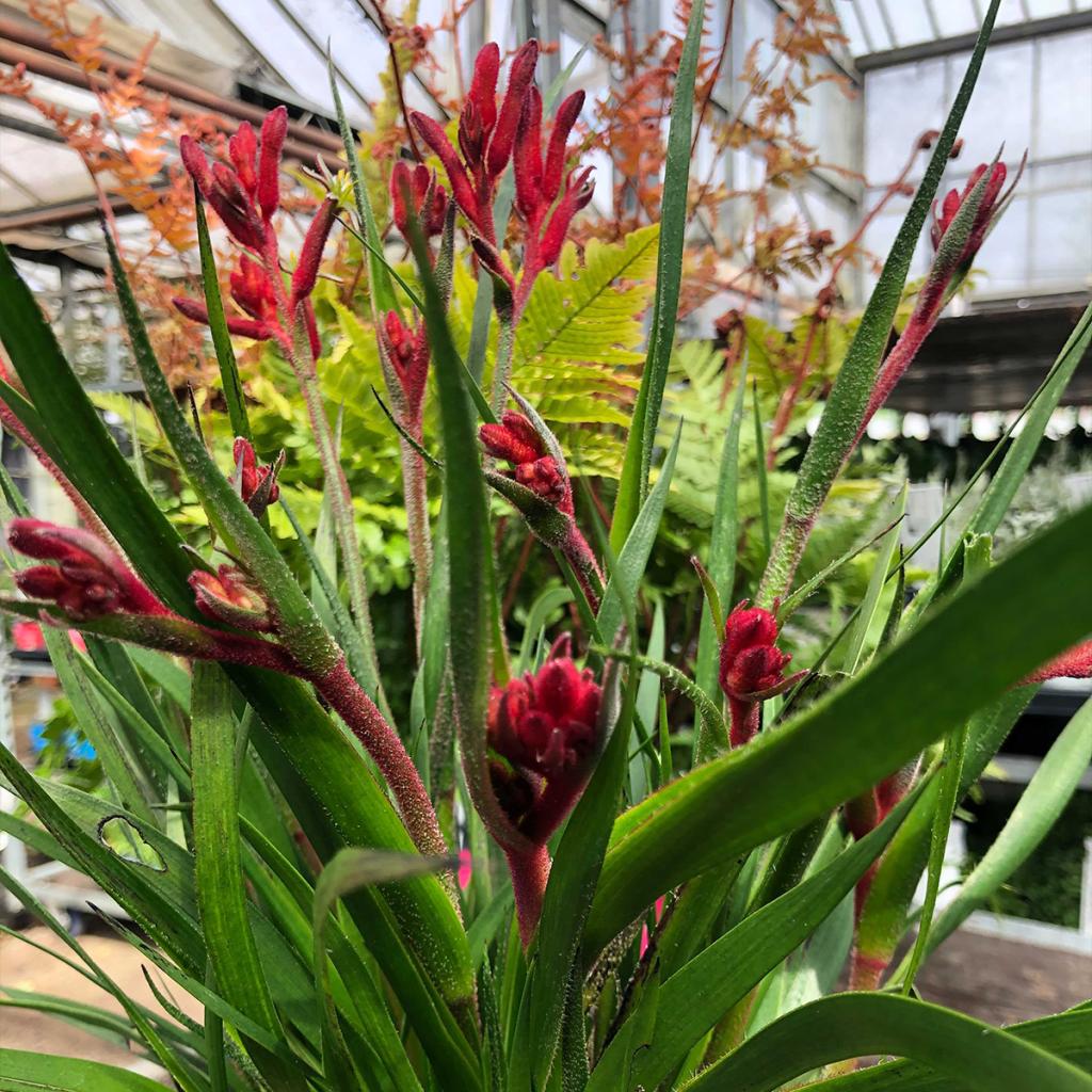 Anigozanthos Bush Inferno Patte de Kangourou à fleurs rouges très florifère