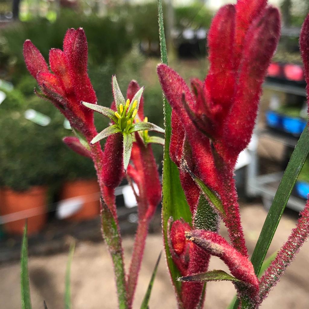 Anigozanthos Bush Inferno Patte de Kangourou à fleurs rouges très florifère