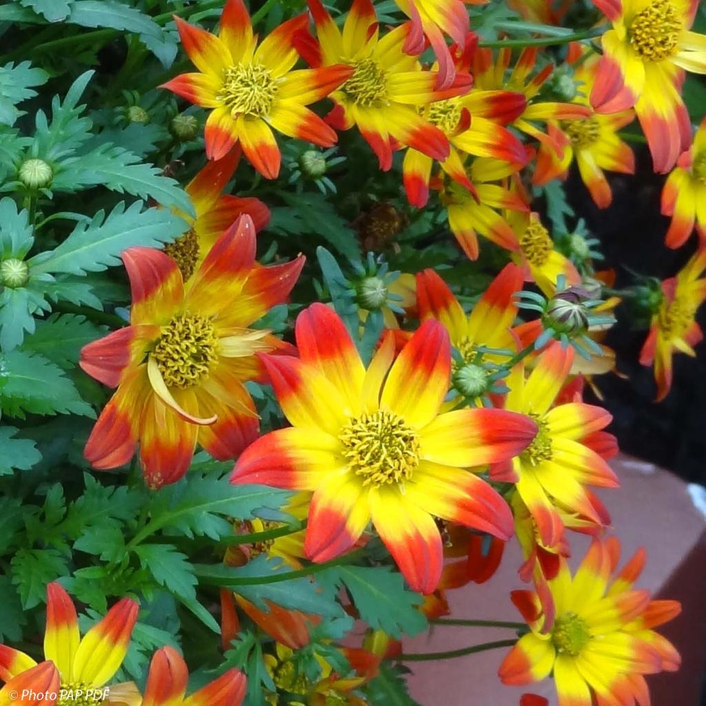 Bidens Beedance Painted Red - Bidens hybride - Une profusion de petites ...