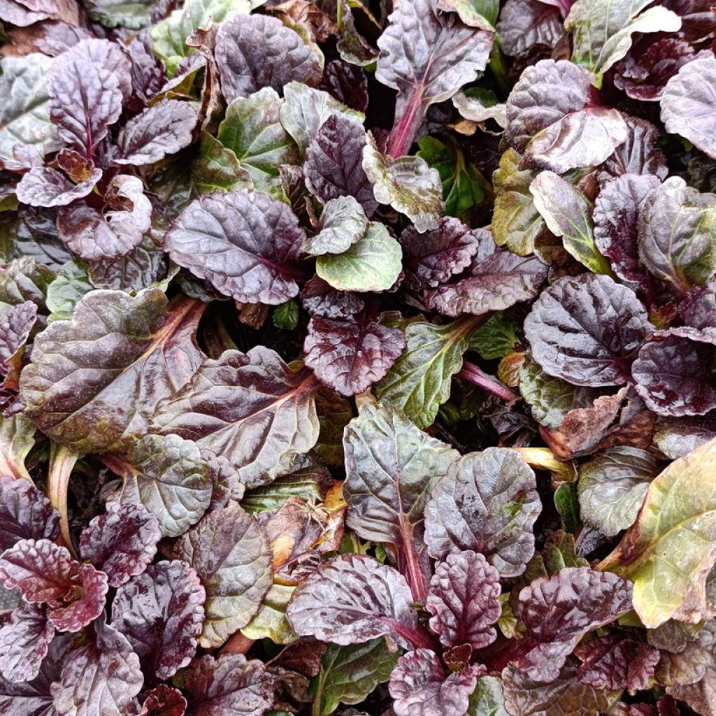 Ajuga reptans Black Scallop – Bugle rampante – couvre-sol vivace