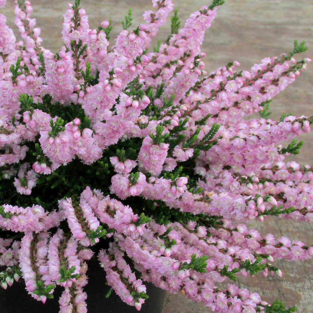Bruyère Calluna Bicolore Rose Et Blanche - Plante Extérieure Rustique Jusqu'à 60 Cm | Pot 10.5 Cm - 6