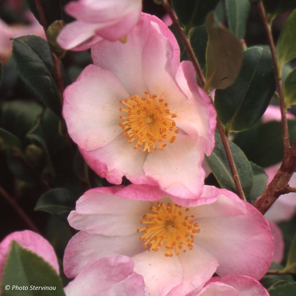 Camellia sasanqua Versicolor Camélia d’automne à fleurs blancrosé — free download