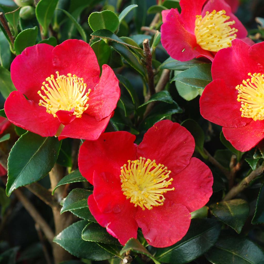 Camellia sasanqua Yuletide Camélia d'automne à fleurs rouge vermillon — free download