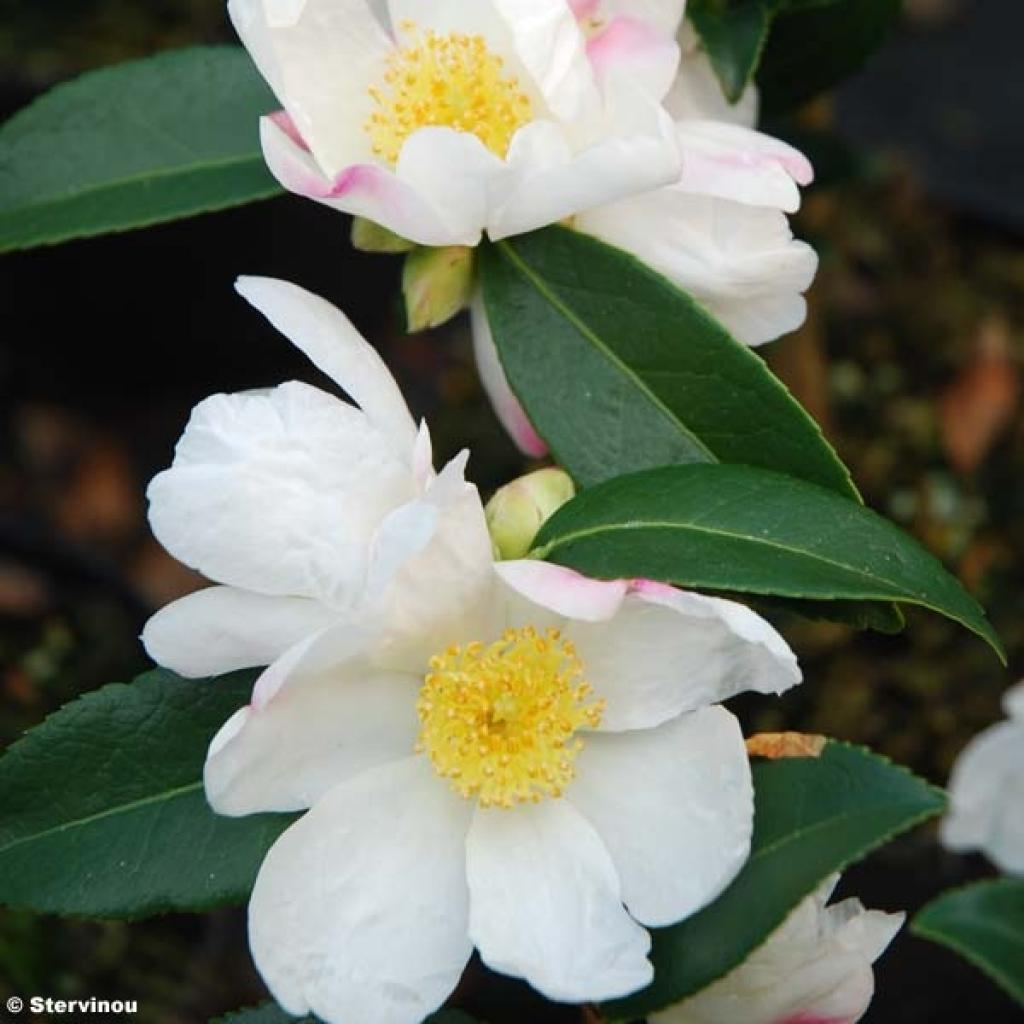 Camellia sasanqua Survivor Camélia d'automne rustique à fleurs blanches — free download