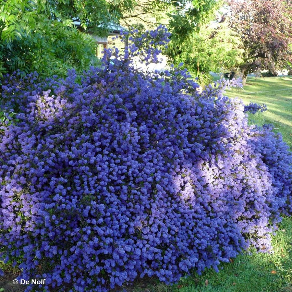 Ceanothus Blue Sapphire Céanothe rampant à feuillage persistant denté — free download
