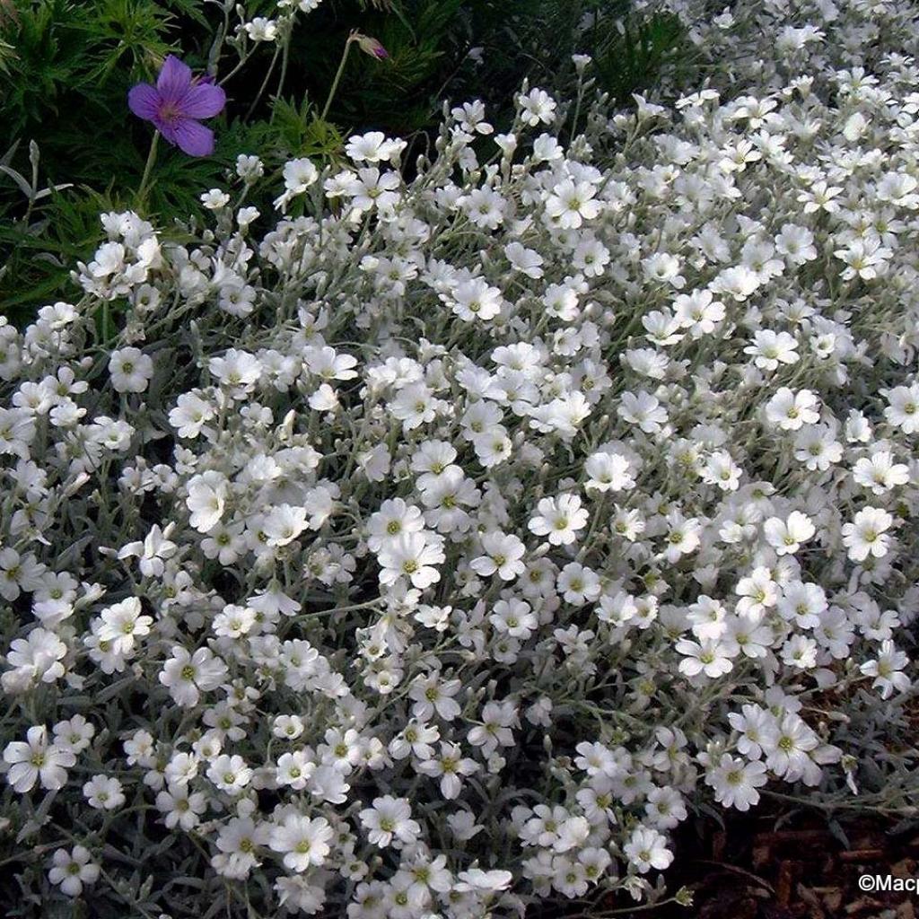 100 graines-graines de fleurs de neige en été