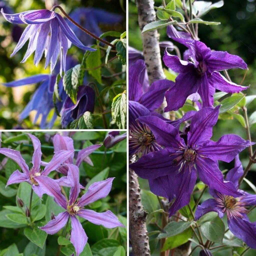 Sitemapcdatahttpsregdreferenzcomplanter 2 Clematites Ensemblenull