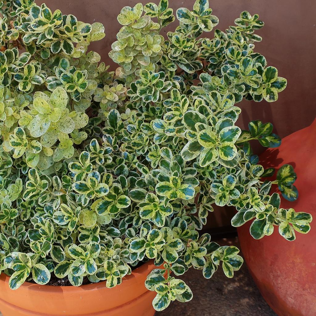 Coprosma repens Marble Queen Arbuste persistant à feuillage panaché