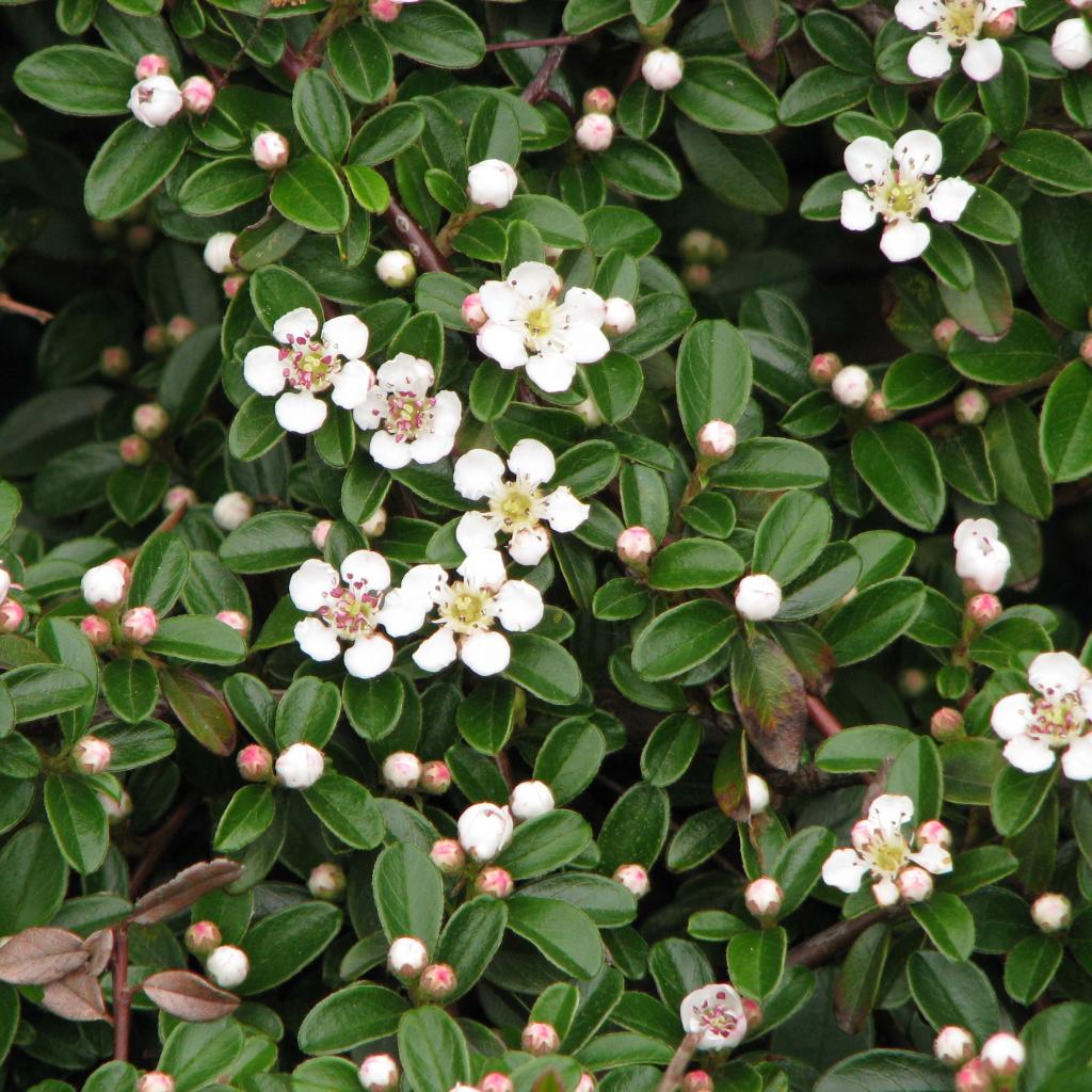 Cotoneaster Dammeri Evergreen Cotoneaster De Dammer Couvre sol 