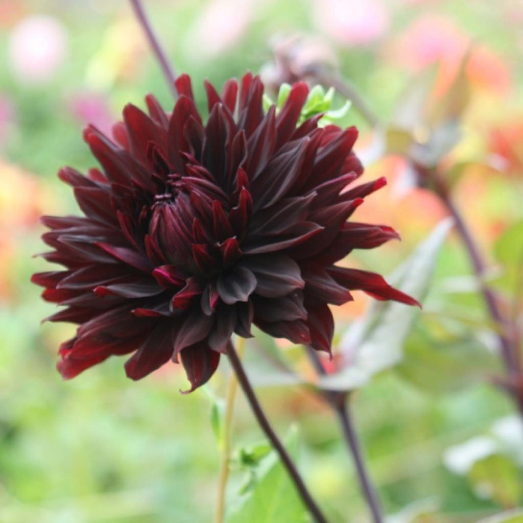 Dahlia Black Jack - Dahlia décoratif aux fleurs blanc ivoire.