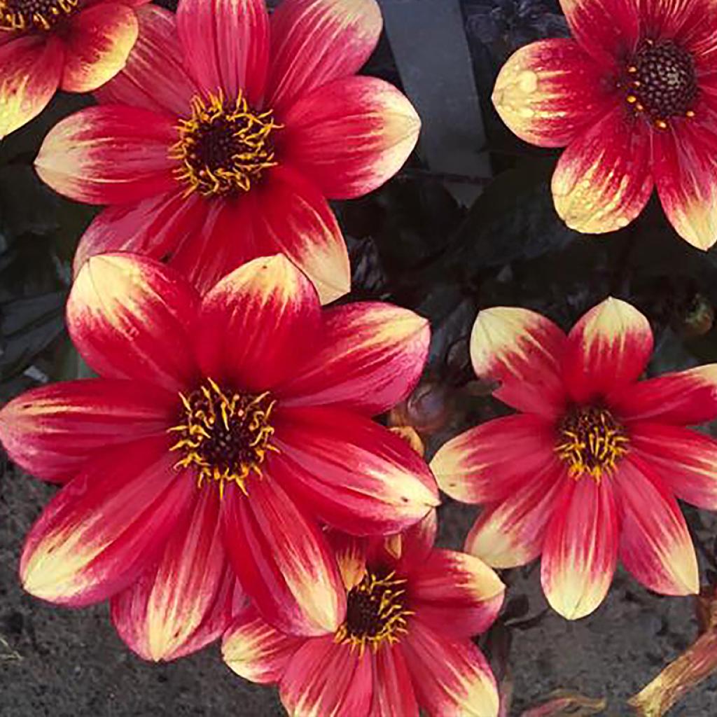 Graines De Dahlia Rigoletto - Fleurs Simples Colorées, Facile à Cultiver, Idéal Massifs Et Bouquets - 25 Graines