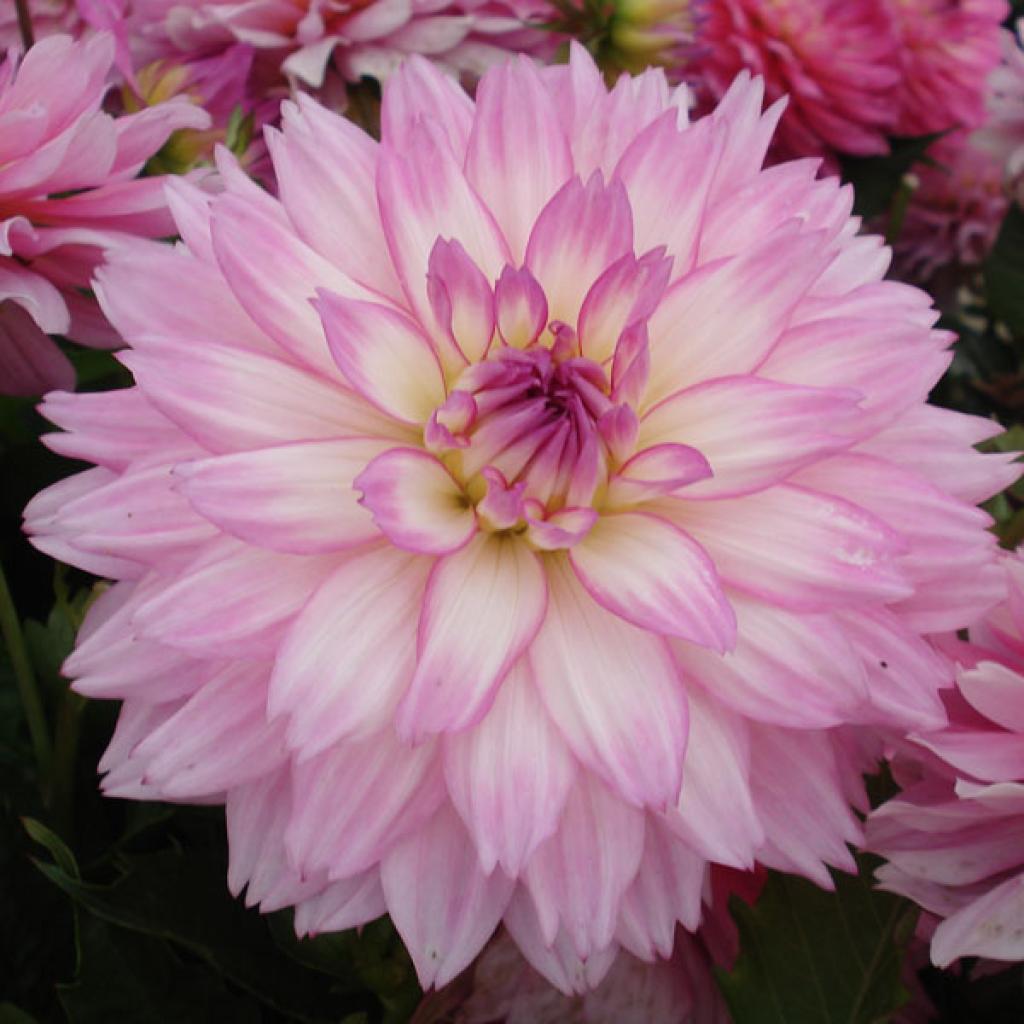 Dahlia Gallery Bellini nain Des fleurs doubles, compactes, au