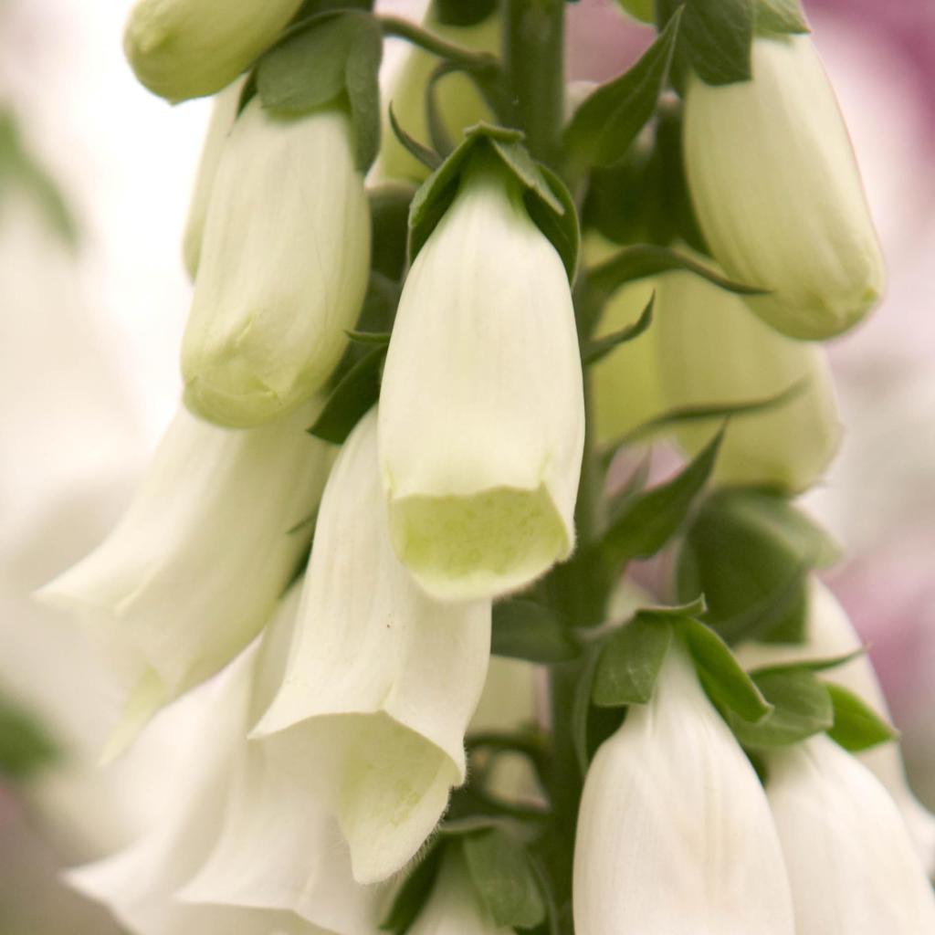 Digitalis purpurea Snow Thimble Une Digitale à fleurs blanc pur