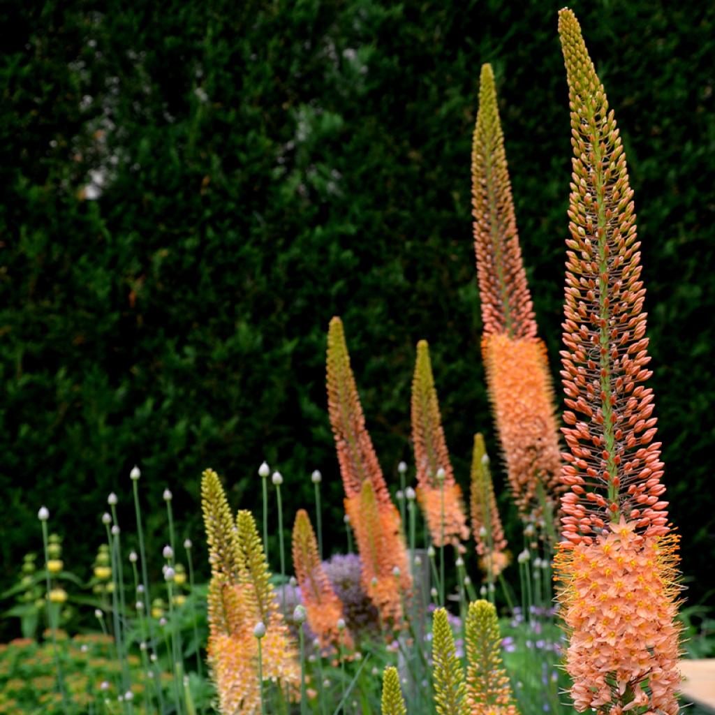 Eremurus Cleopatra Lis des steppes Une bulbeuse à hauts épis de — free download