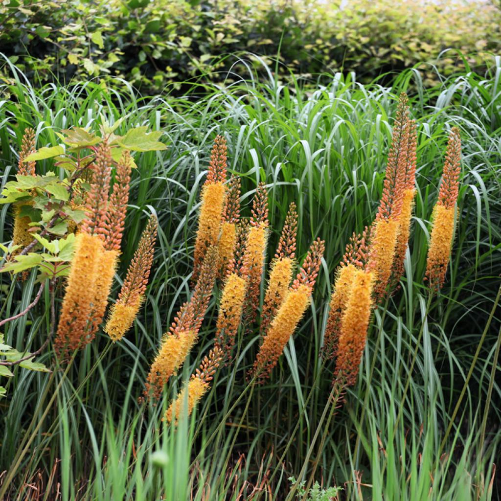 Eremurus Cleopatra Lis des steppes Une bulbeuse à hauts épis de — free download